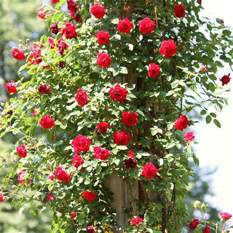 dong juan planter|don juan climbing rose plant.